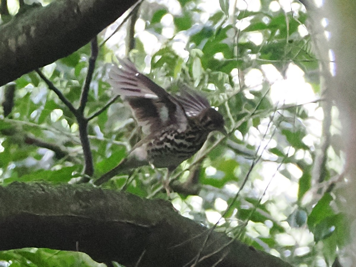 drozd kropenatý - ML644499464