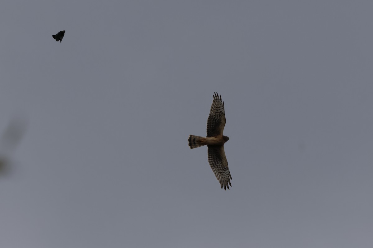 Northern Harrier - ML644499470