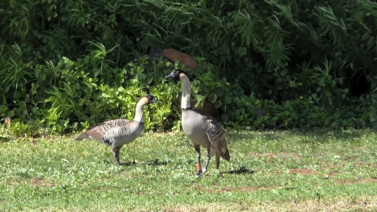 ハワイガン - ML644499473