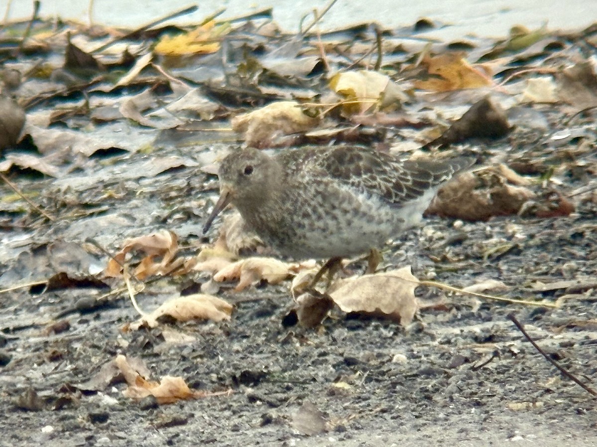 Purple Sandpiper - ML644499501