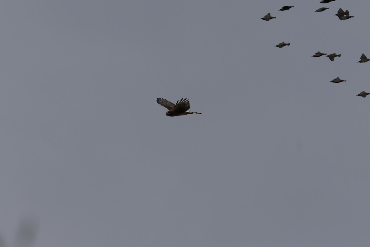 Northern Harrier - ML644499505