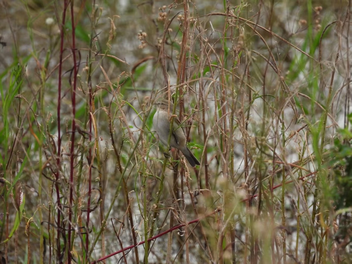 Урианхайн дууч шувуу - ML644499528