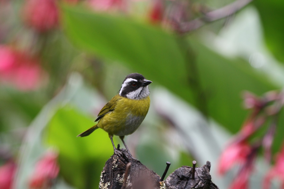 Sooty-capped Chlorospingus - ML644499532