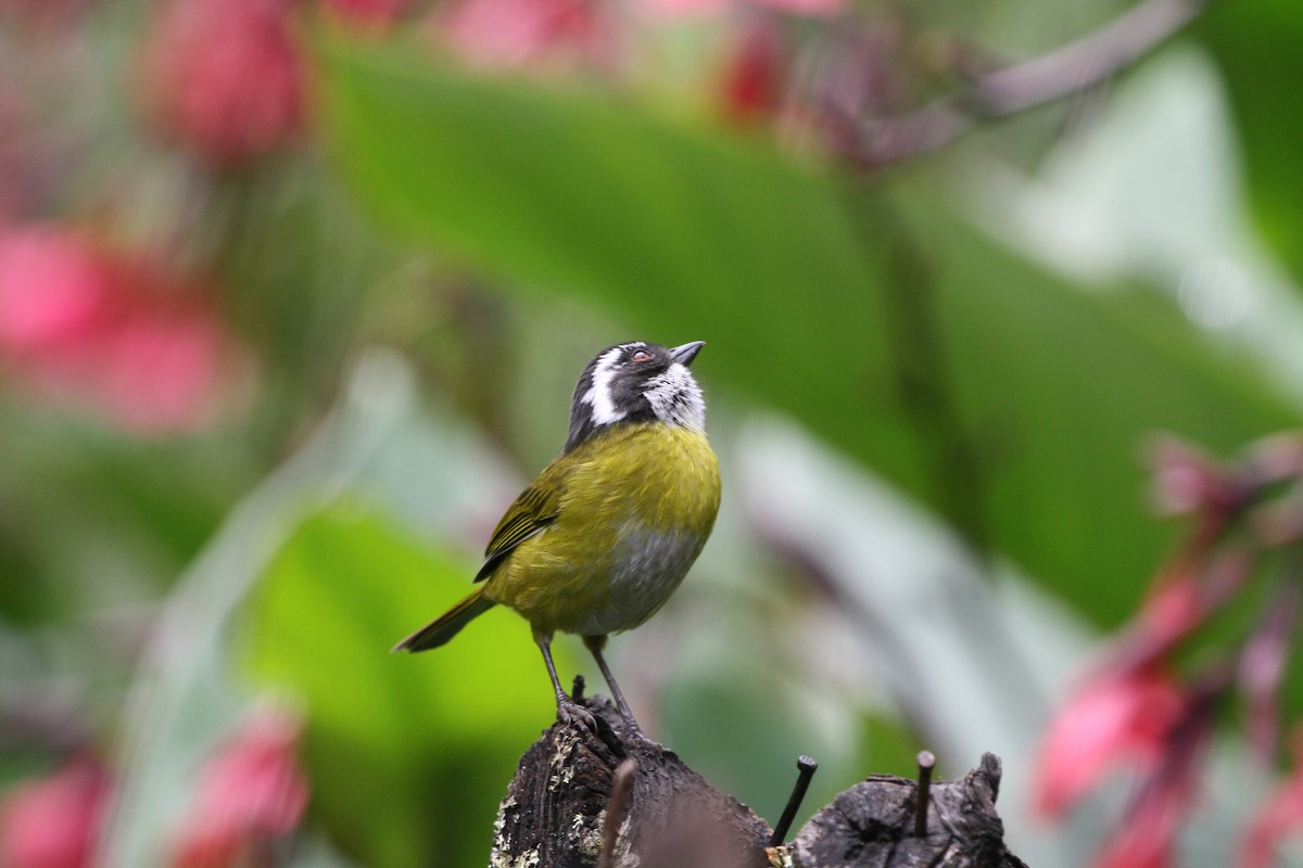 Sooty-capped Chlorospingus - ML644499533