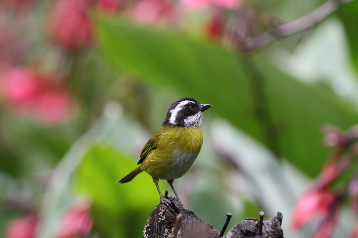 Sooty-capped Chlorospingus - ML644499534