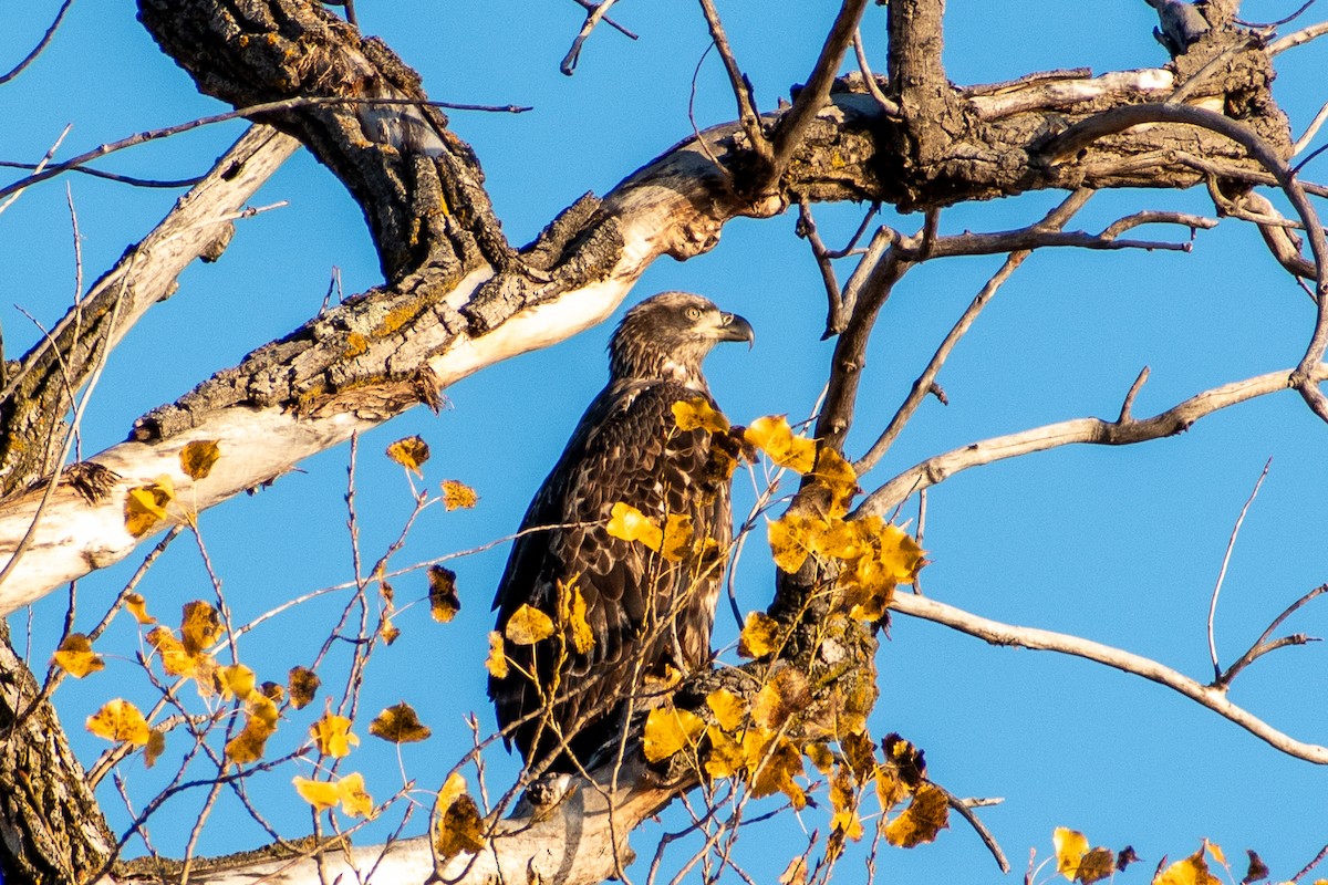 ハクトウワシ - ML644499565