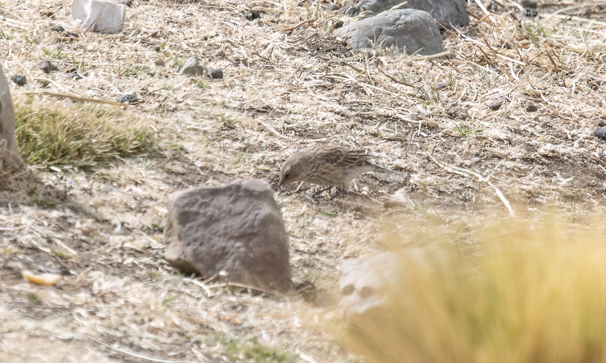 Yal Plebeyo - ML644499573