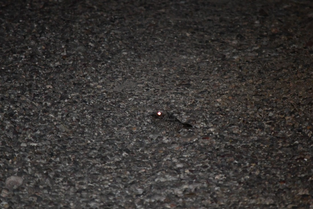 dvalenattravn - ML644499575