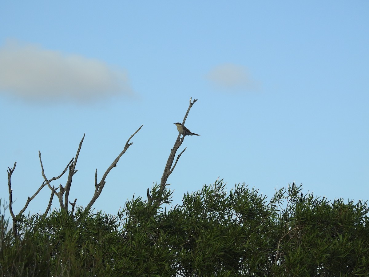Singing Honeyeater - ML644499584