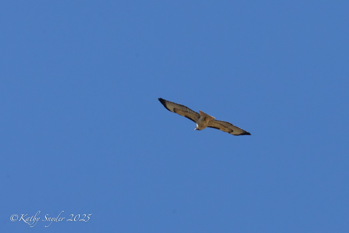 Poiana codarossa - ML644499593