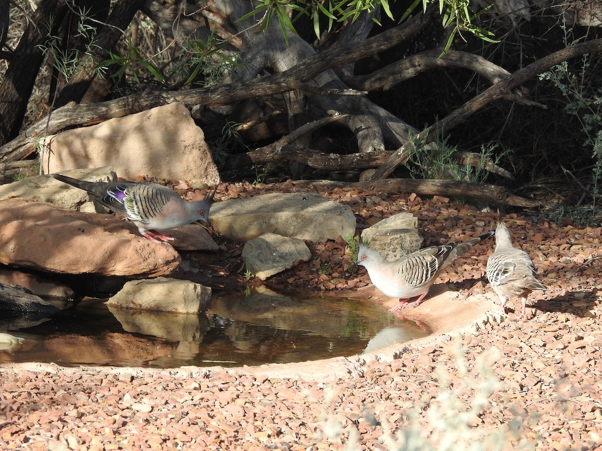 Crested Pigeon - ML644499594