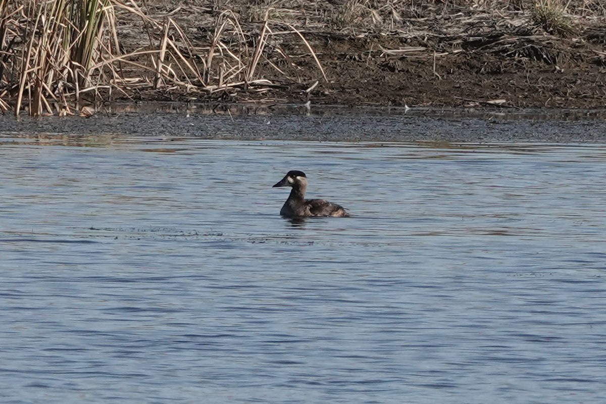 Surf Scoter - ML644499602