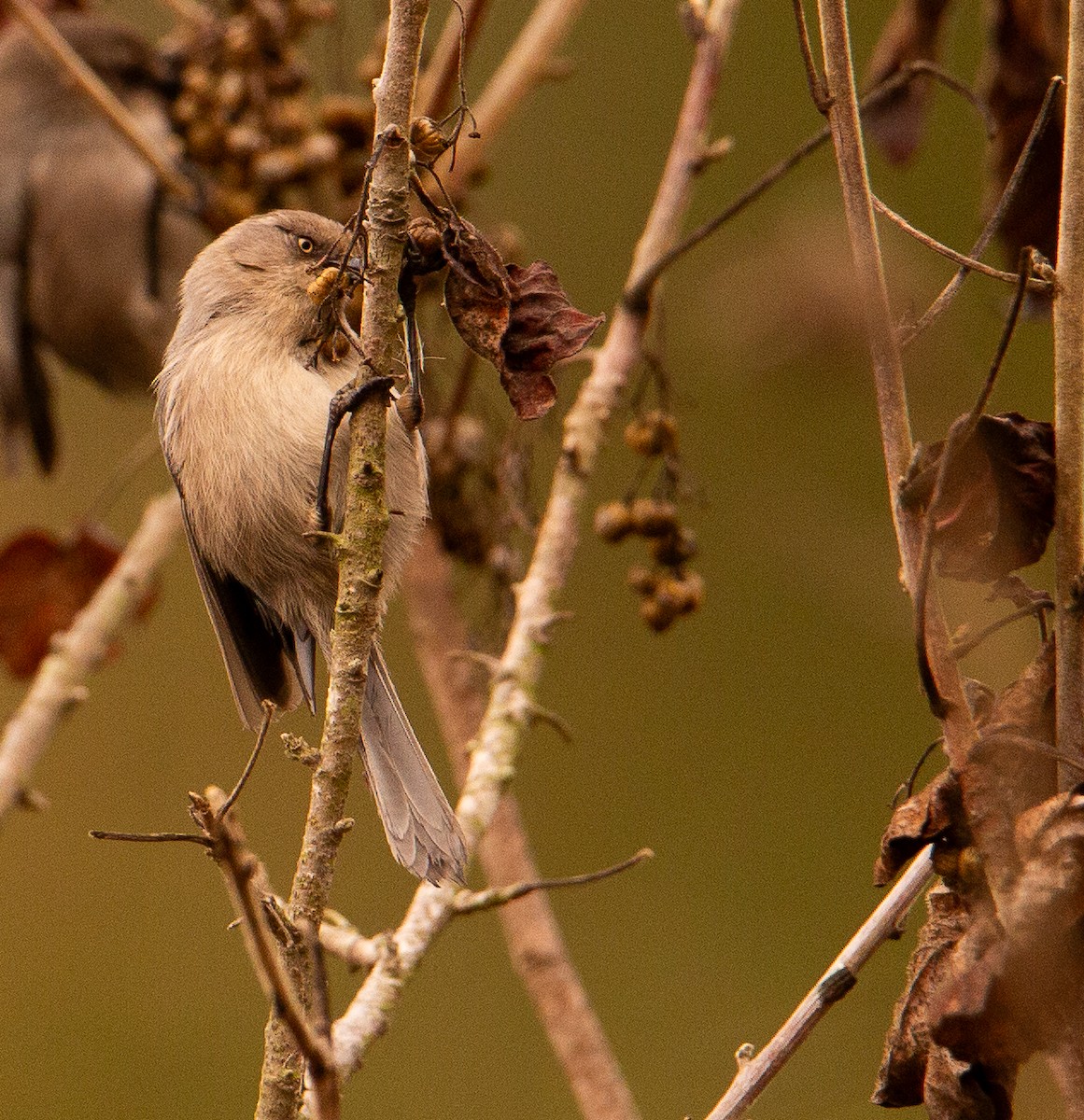 Bushtit - ML644499603