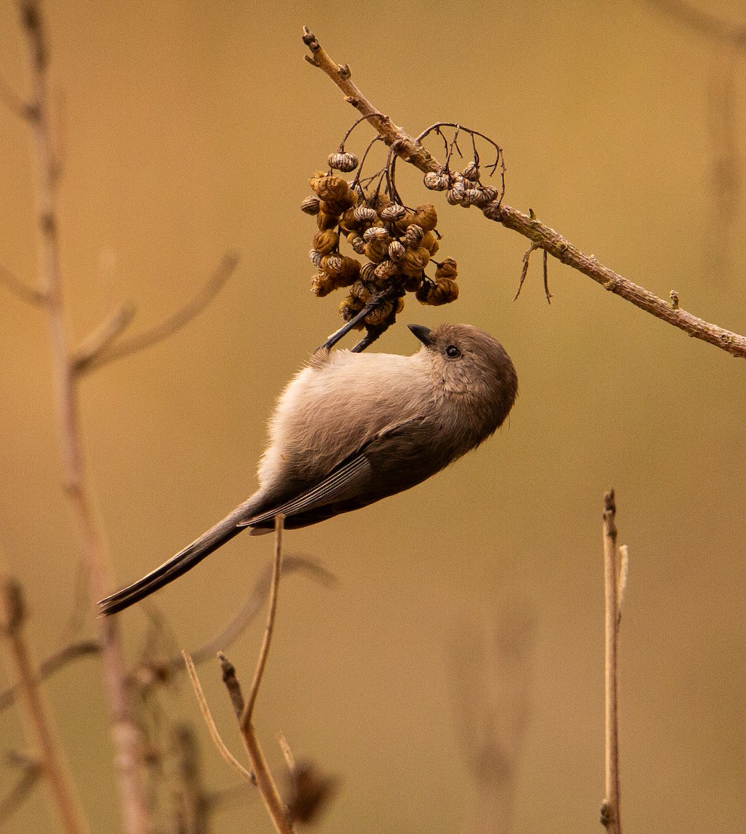 Bushtit - ML644499604