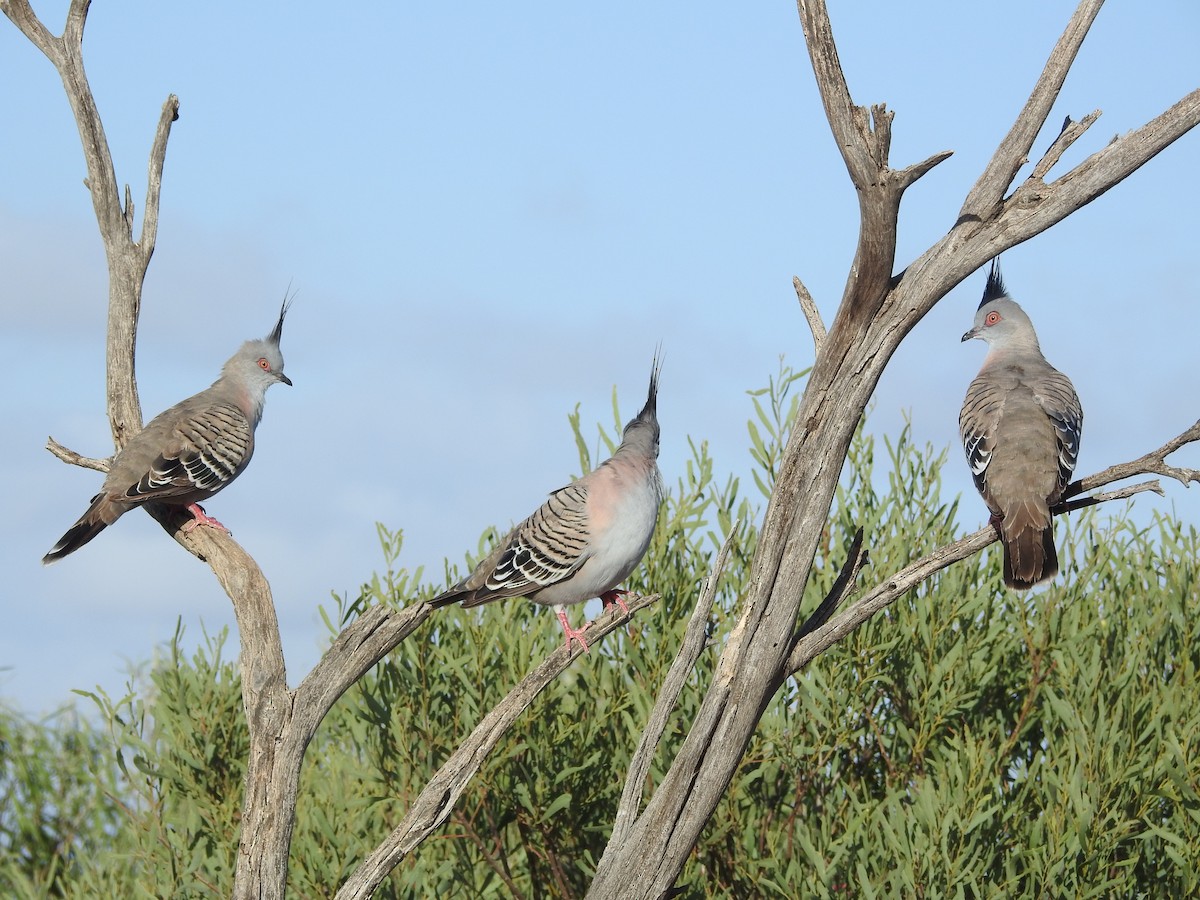 Crested Pigeon - ML644499606