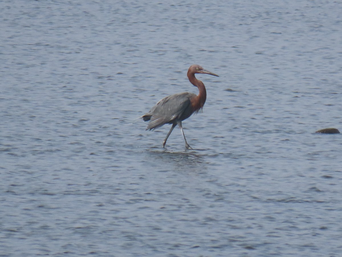 Reddish Egret - ML644499610