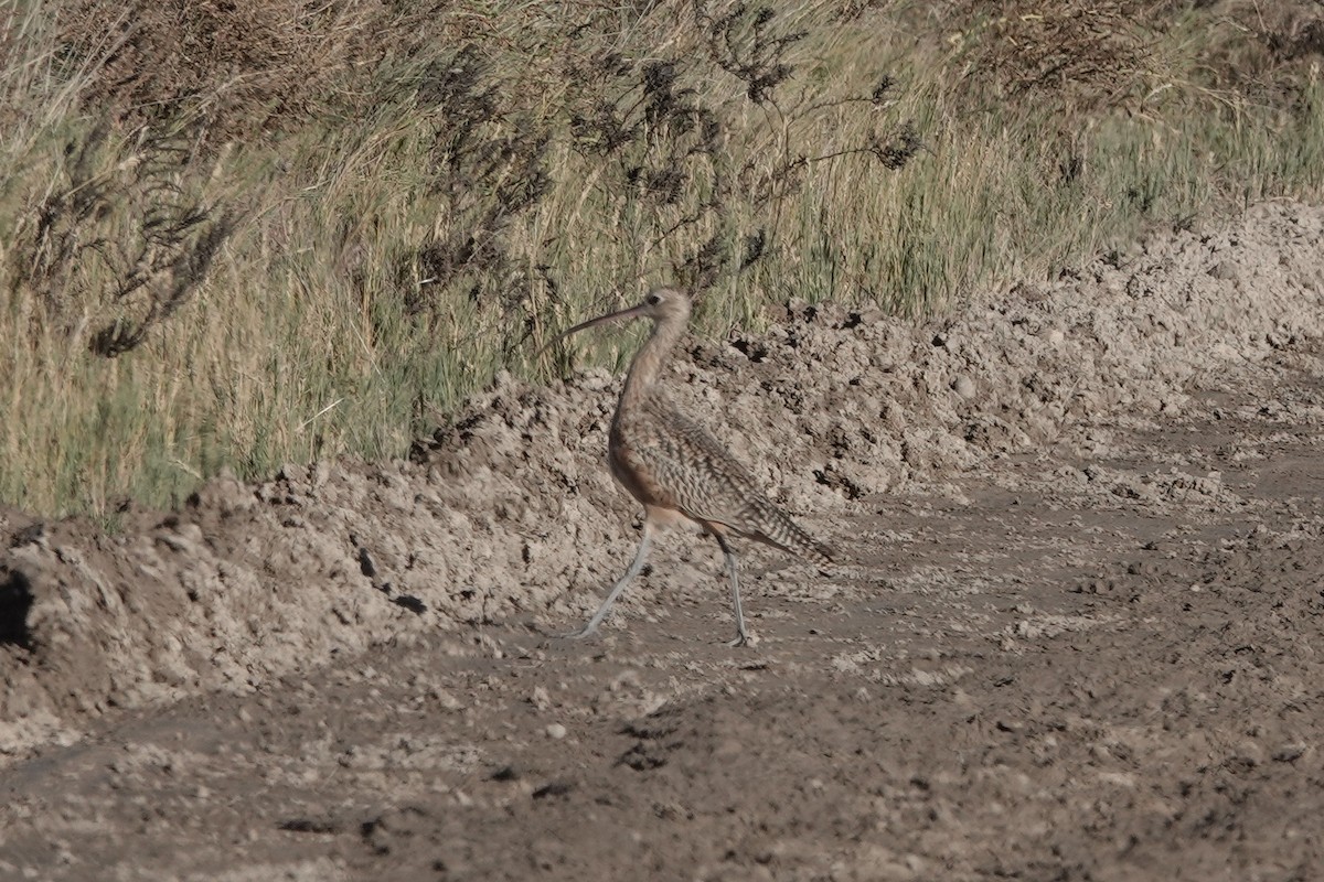 Long-billed Curlew - ML644499615