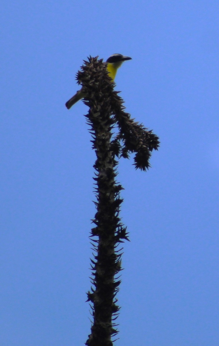 Boat-billed Flycatcher - ML644499617
