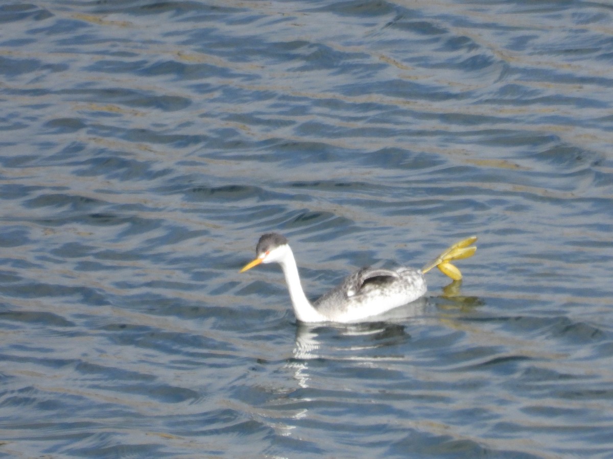 Grèbe à face blanche - ML644499621