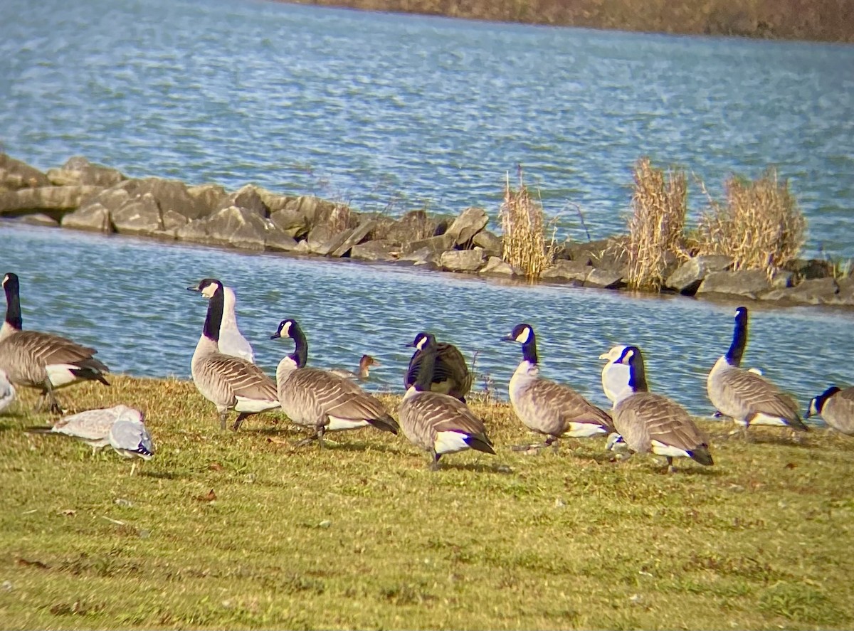 Red-breasted Merganser - ML644499630