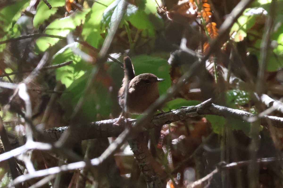 Troglodyte de Baird - ML644499635