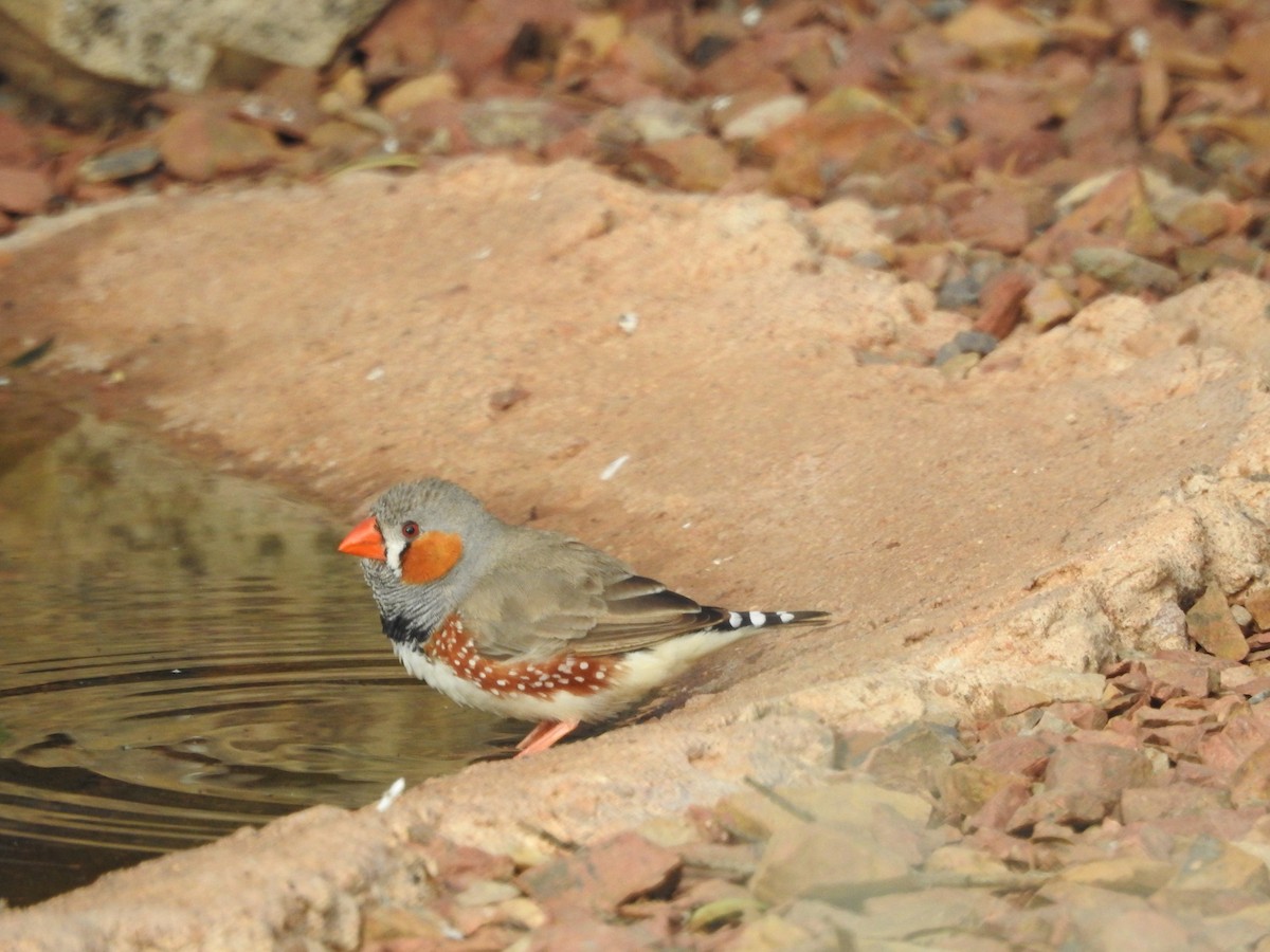 Zebra Finch - ML644499649