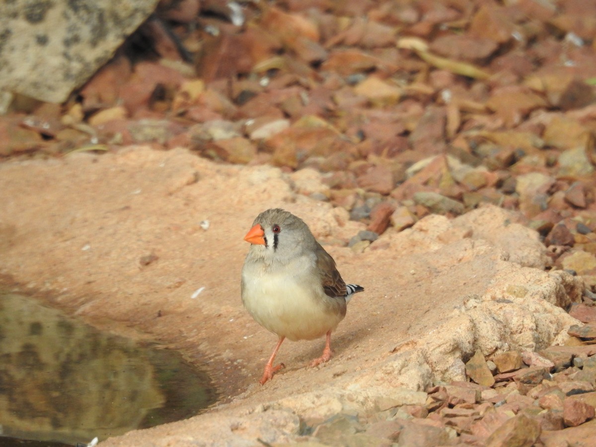 Zebra Finch - ML644499650