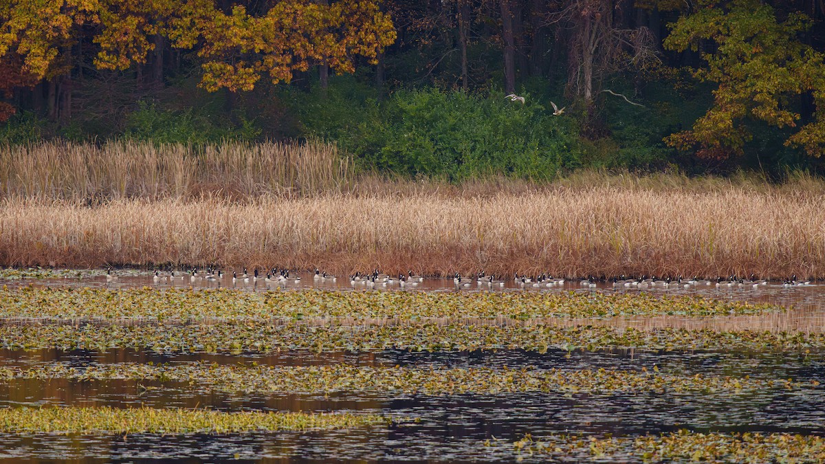 Bernache du Canada - ML644499652