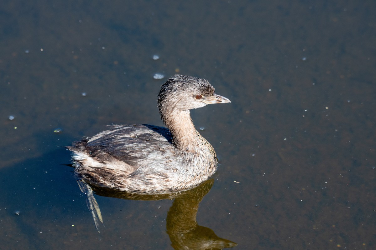 Pied-billed Grebe - ML644499656
