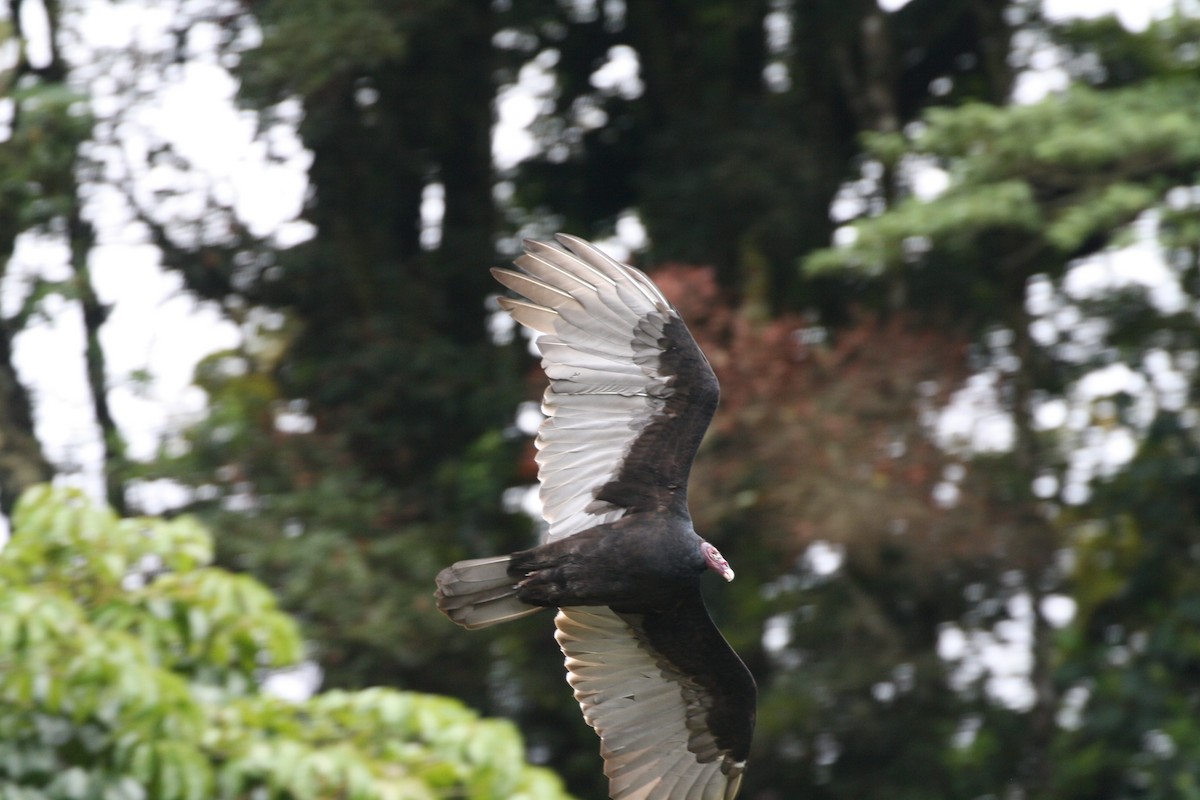 ヒメコンドル - ML644499657