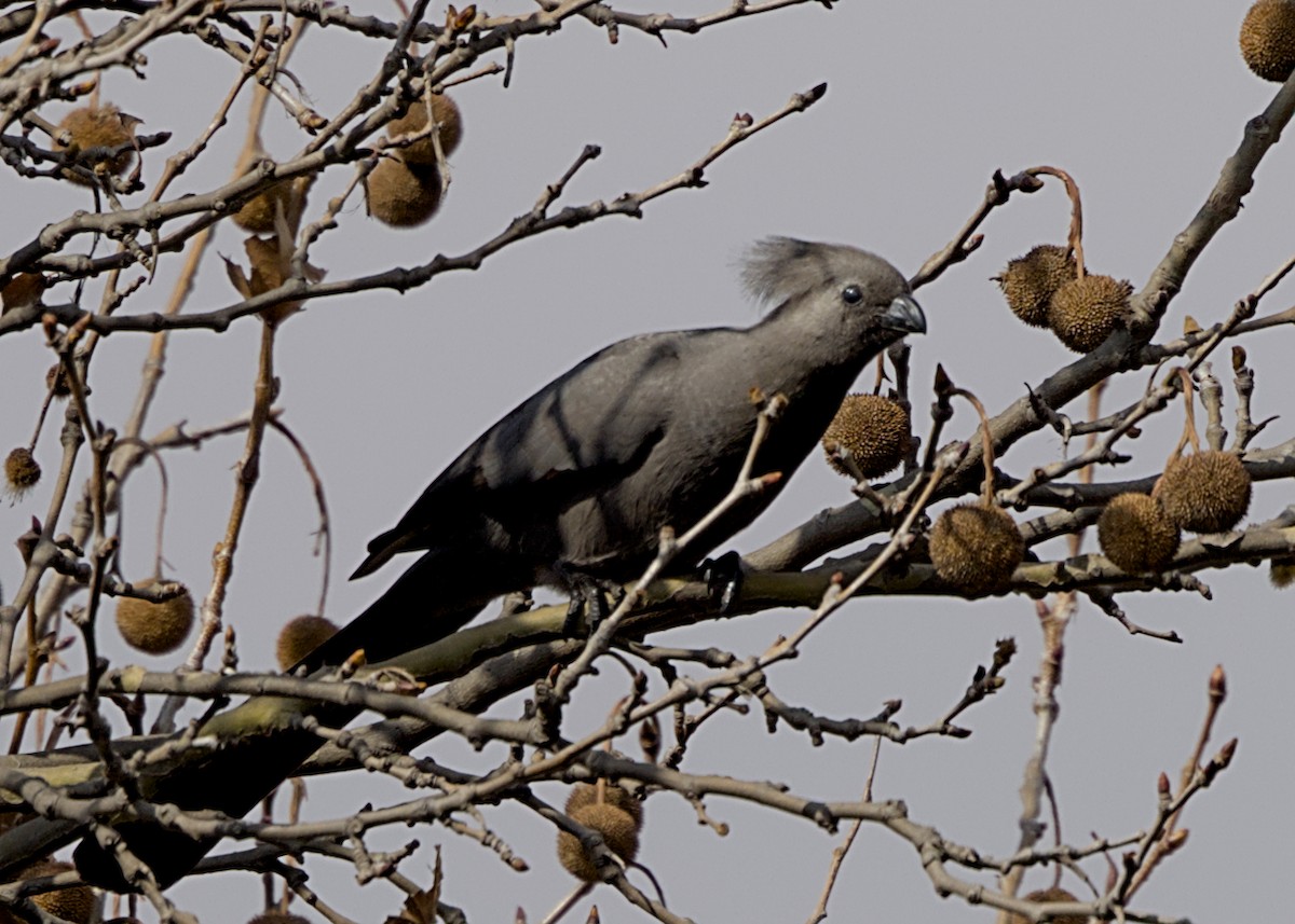 Gray Go-away-bird - ML644499661