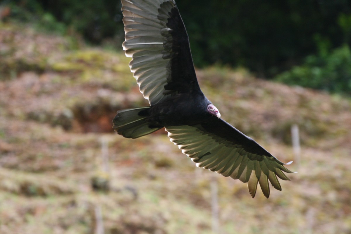 ヒメコンドル - ML644499666