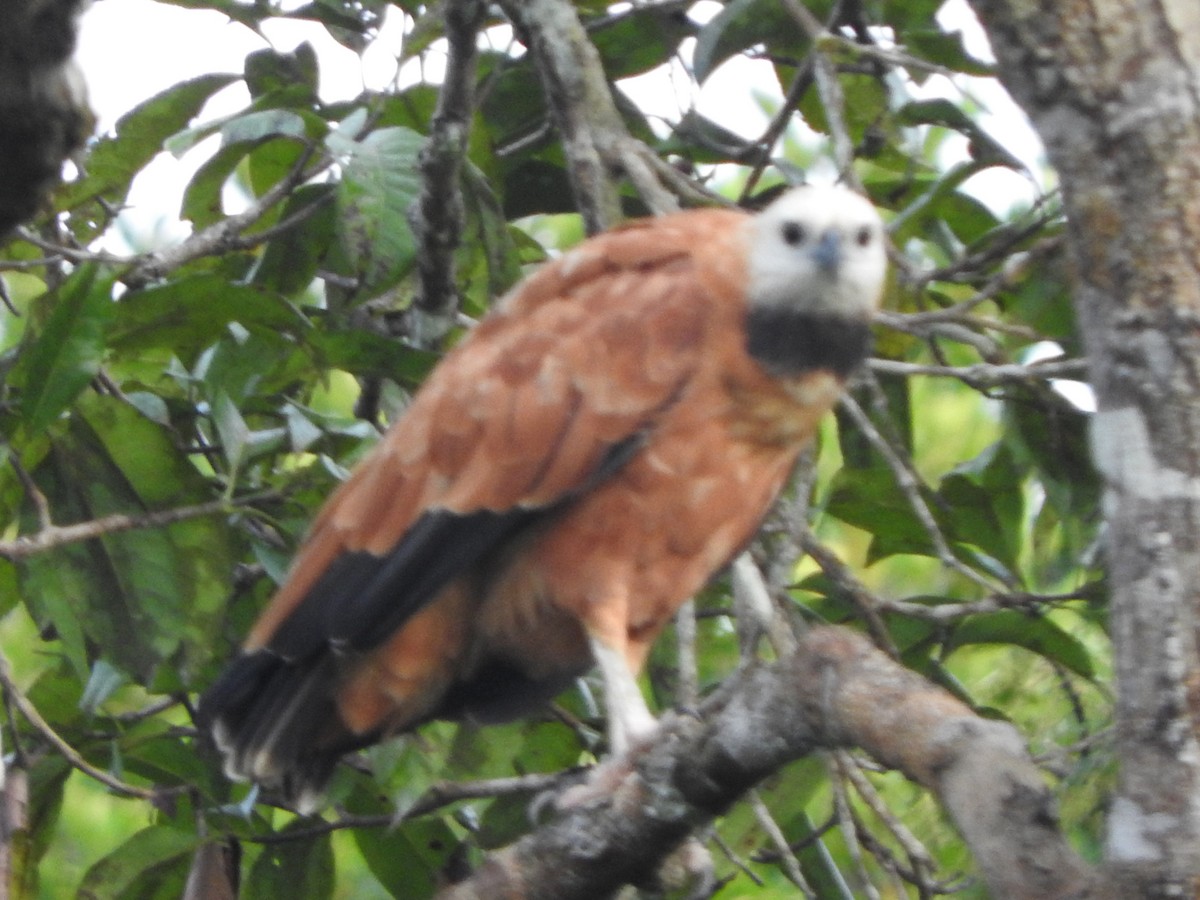 Black-collared Hawk - ML644499672