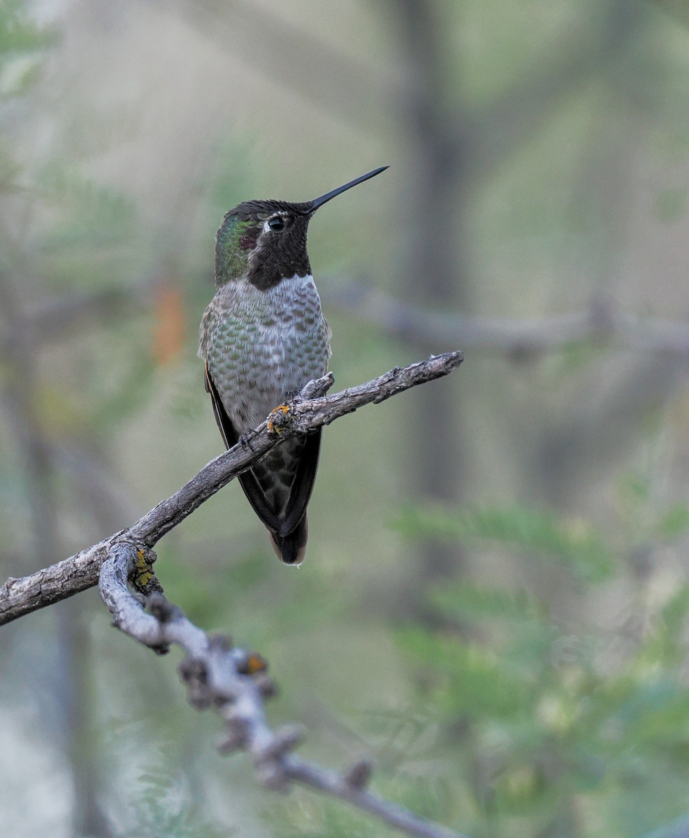 Anna's Hummingbird - ML644499676