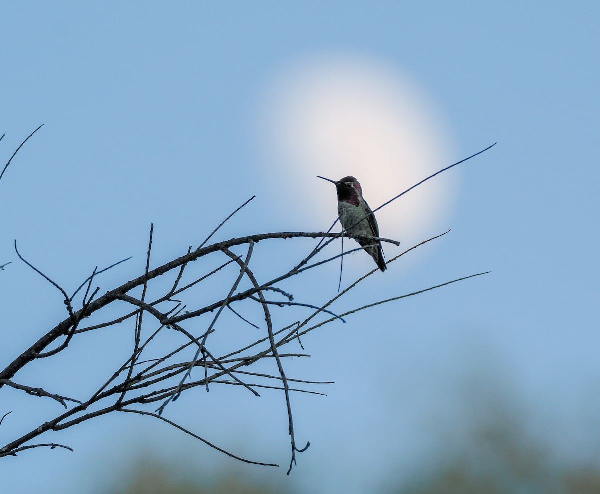 Anna's Hummingbird - ML644499677