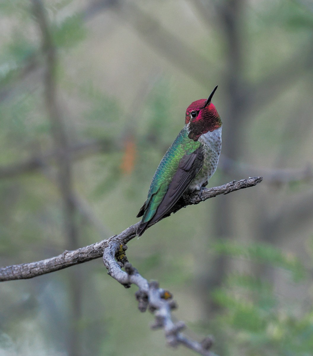 Anna's Hummingbird - ML644499678