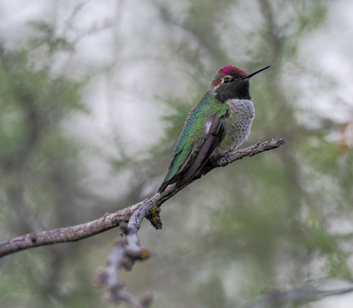 Anna's Hummingbird - ML644499679