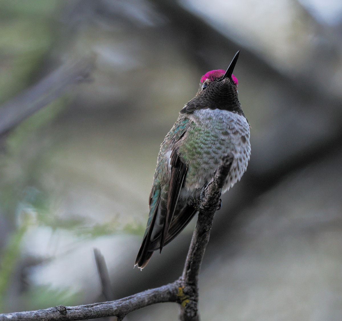Anna's Hummingbird - ML644499680