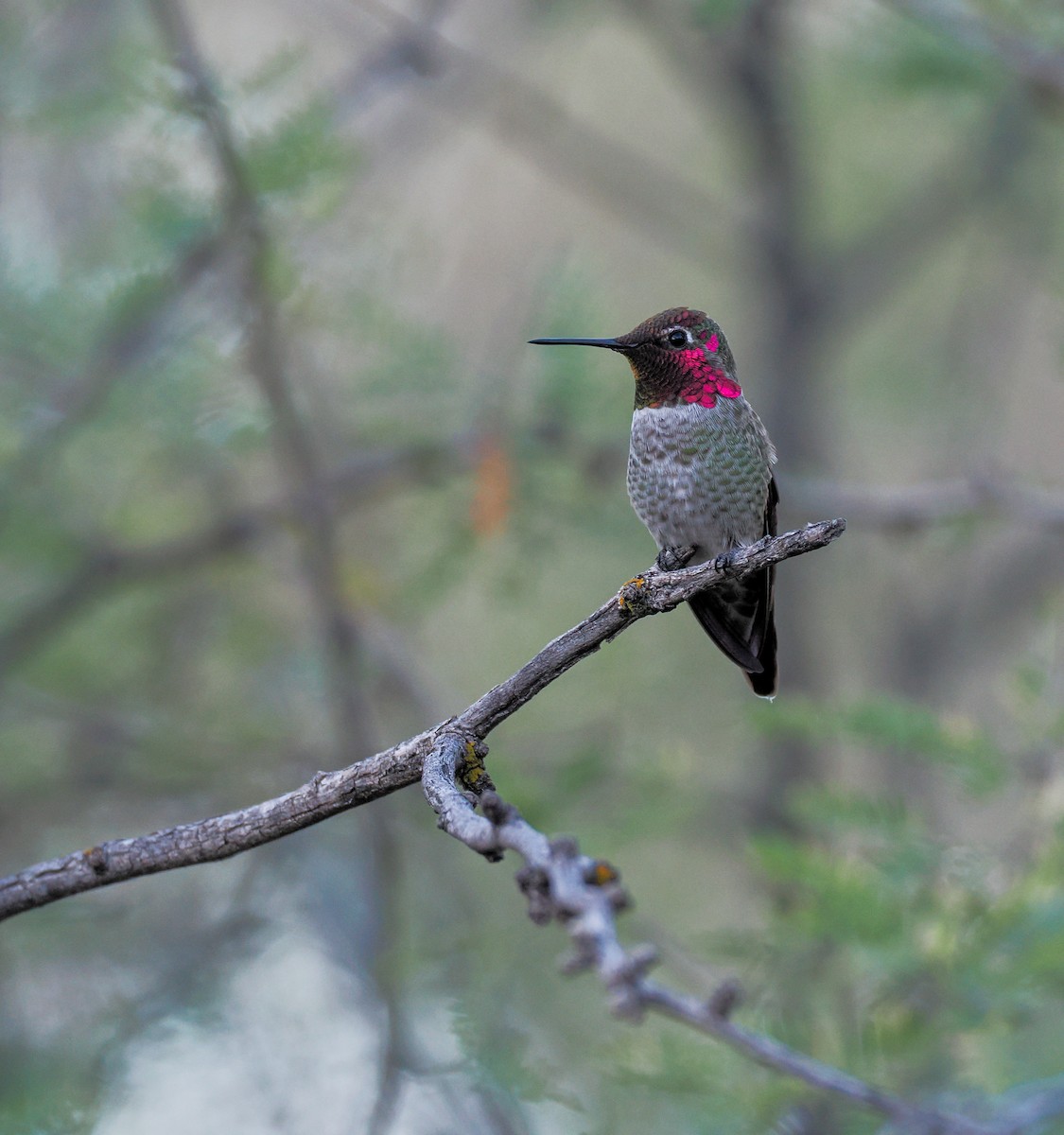 Anna's Hummingbird - ML644499681