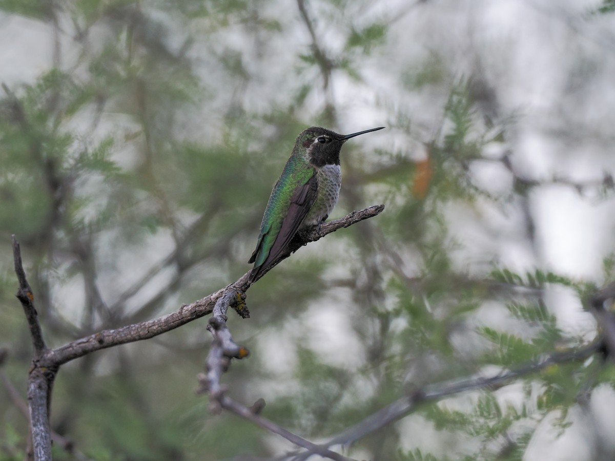 Anna's Hummingbird - ML644499682
