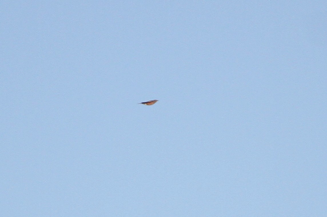 Merle d'Amérique - ML644499683