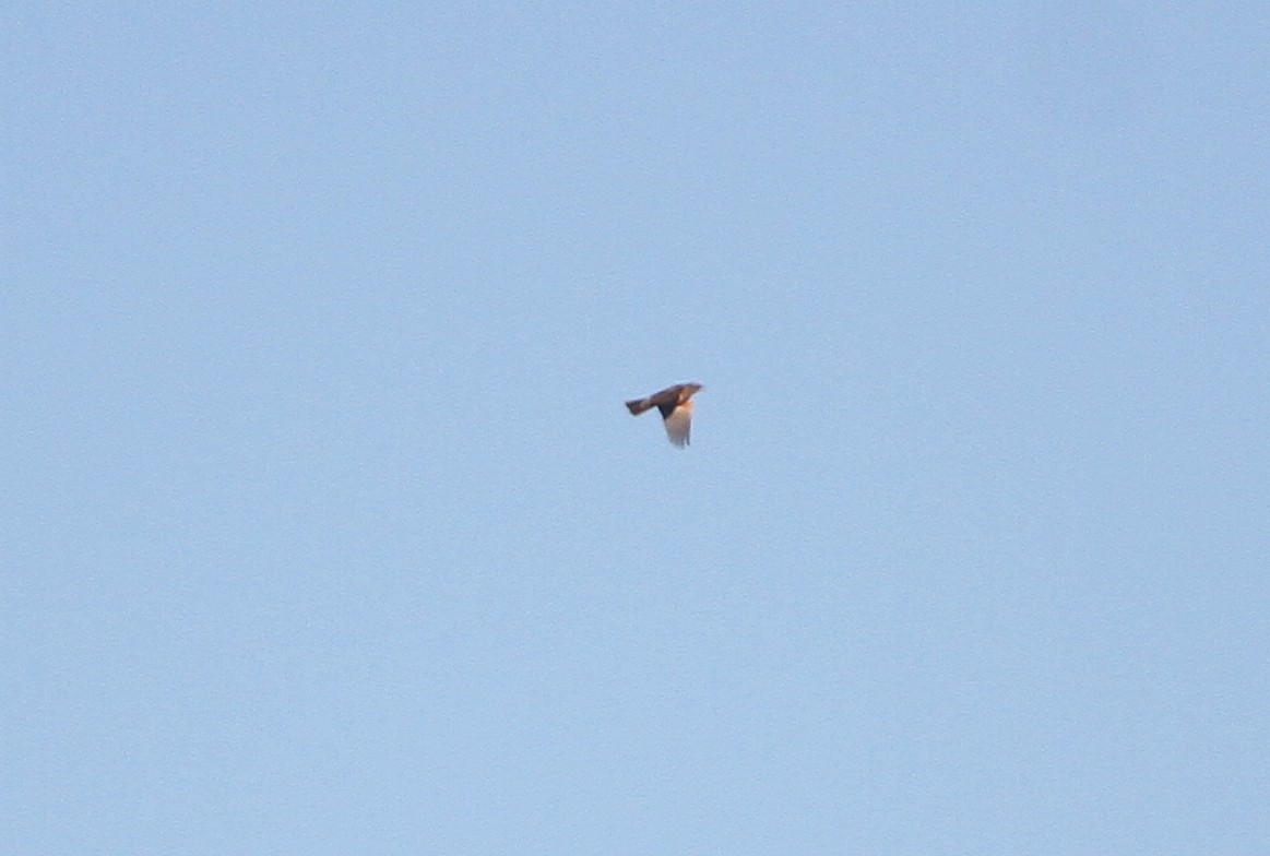 Merle d'Amérique - ML644499684