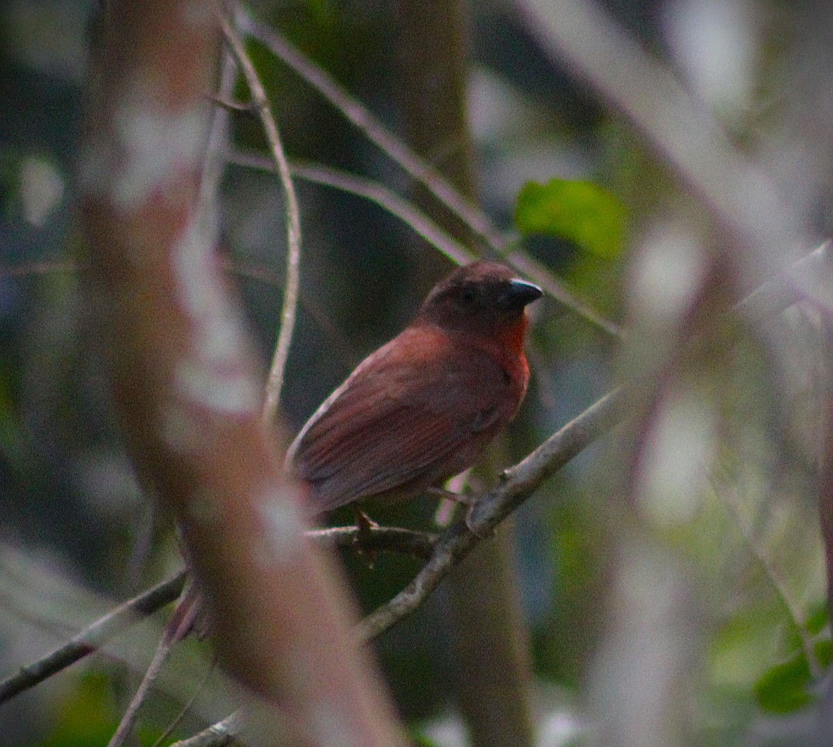 Red-crowned Ant-Tanager (Atlantic) - ML644499687