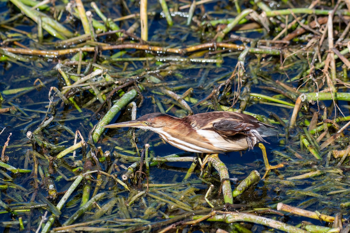 Least Bittern - ML644499694