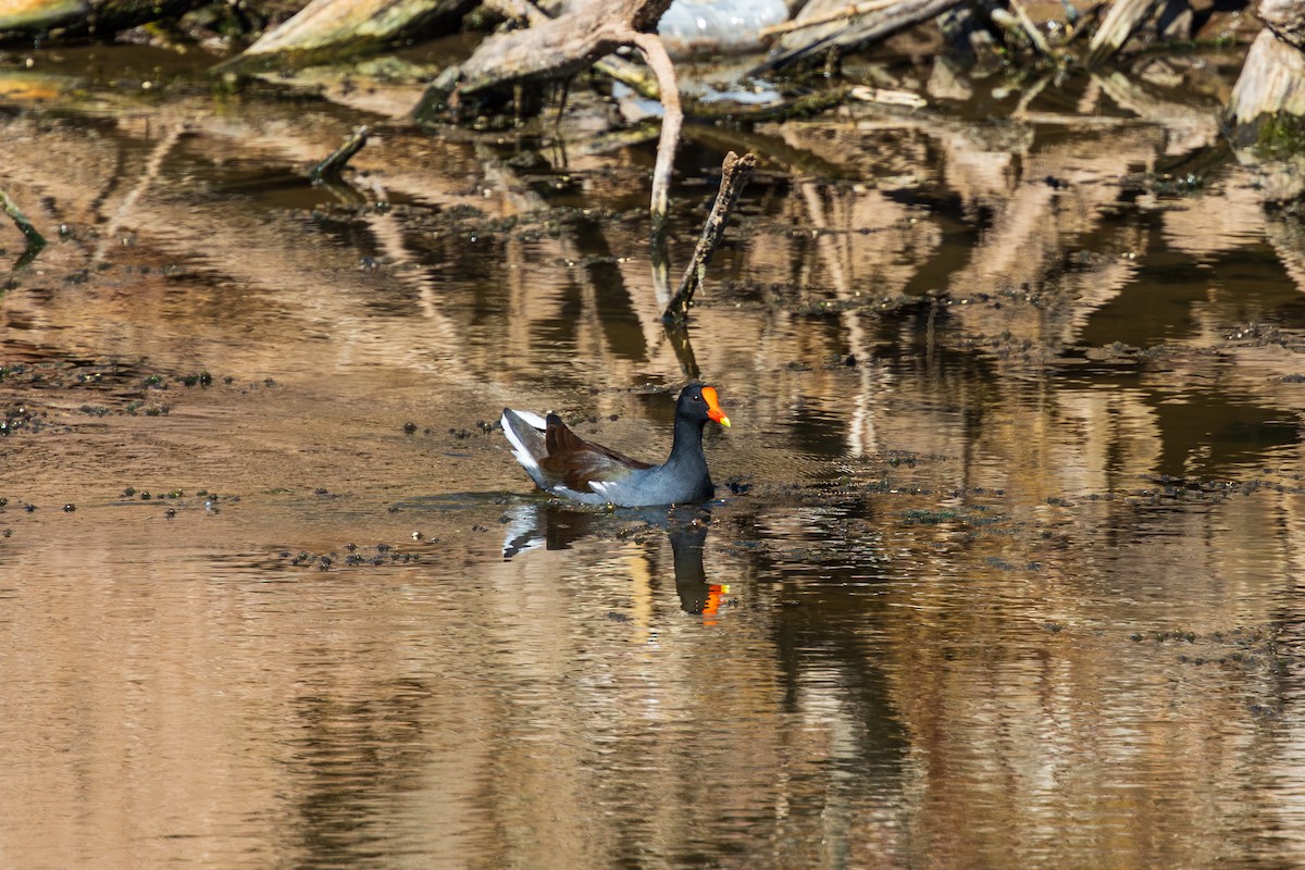 Amerika Sutavuğu - ML644499697