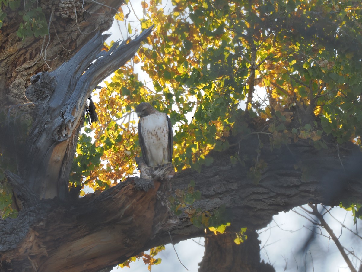 Poiana codarossa - ML644499698