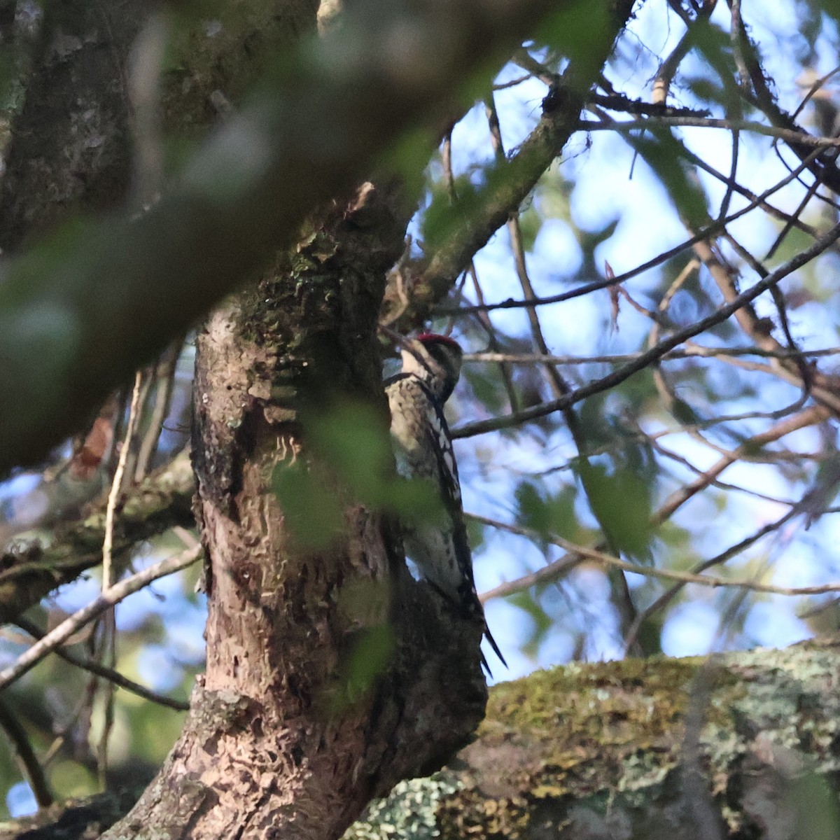 datel rudohrdlý - ML644499703