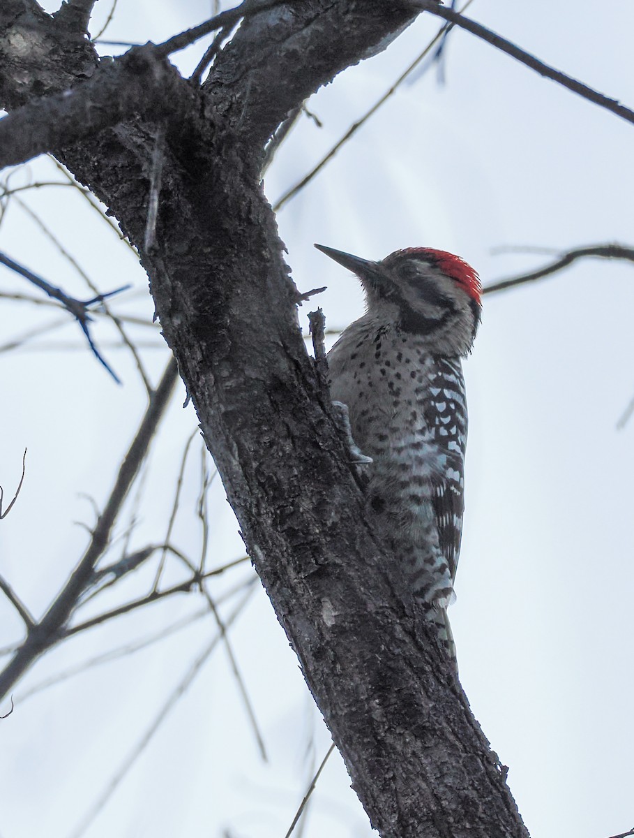 Pic arlequin - ML644499709