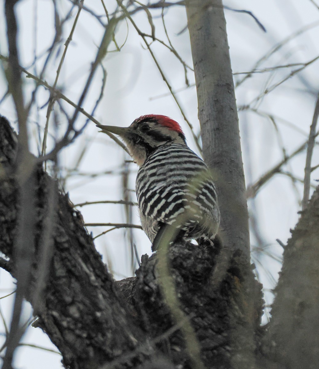 Pic arlequin - ML644499710