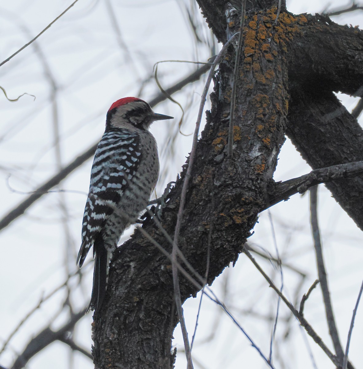 Pic arlequin - ML644499711